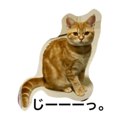 [LINEスタンプ] ねこす1