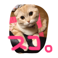 [LINEスタンプ] 使いどきがわからないスコのらいちゃん。
