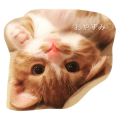 [LINEスタンプ] 短足マンチカンふう君
