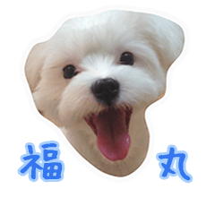 [LINEスタンプ] それいけ福丸！