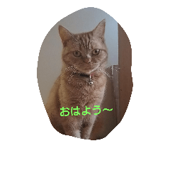 [LINEスタンプ] にゃ庵