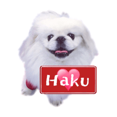 [LINEスタンプ] ペキニーズ Haku