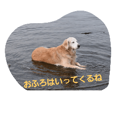 [LINEスタンプ] ホンキー犬