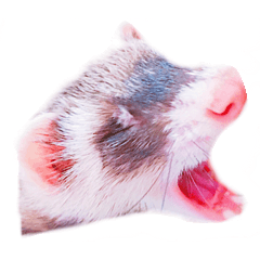 [LINEスタンプ] ハリネズミとフェレットとぼっちゃん♡
