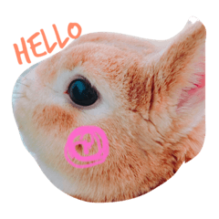 [LINEスタンプ] うさぎのピーター