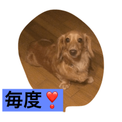 [LINEスタンプ] ダックス123