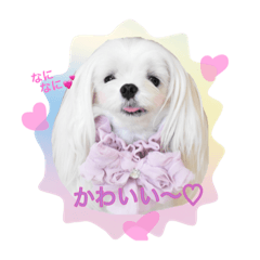 [LINEスタンプ] くぅちゃんファッションスタンプpart2