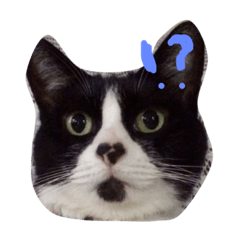 [LINEスタンプ] 牛柄のにゃんちゅーさん。