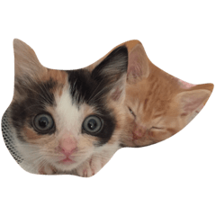 [LINEスタンプ] 長谷部家のにゃんこたち