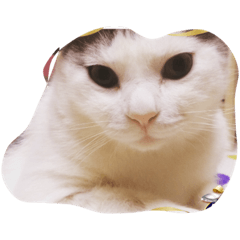 [LINEスタンプ] 猫のいる日常