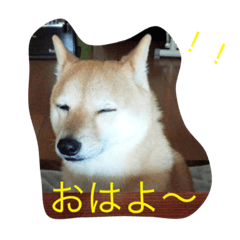 [LINEスタンプ] 豆柴. 3