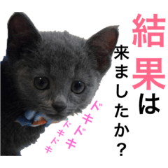 [LINEスタンプ] チケットご用意されたいソウスケ