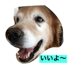 [LINEスタンプ] チャングー＆ロッキー