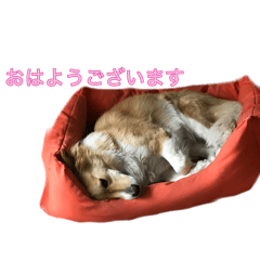 [LINEスタンプ] 保護犬スタンプ