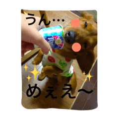 [LINEスタンプ] 愛犬  ②