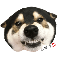 [LINEスタンプ] 柴犬大河のまったりスタンプ