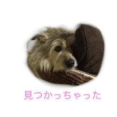 [LINEスタンプ] 雑種ですけどなにか〜