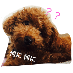[LINEスタンプ] プードル☆ちょこ