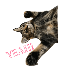[LINEスタンプ] 猫の親子