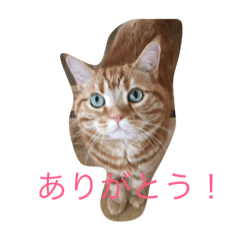 [LINEスタンプ] 至高の猫。第二弾
