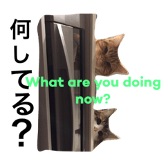 [LINEスタンプ] 我が家のネコたちスタンプ2