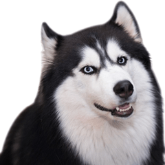 [LINEスタンプ] Siberian dog