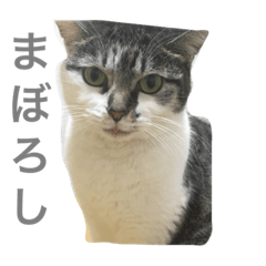 [LINEスタンプ] ちんあつ