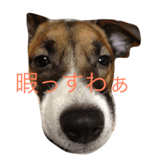 [LINEスタンプ] みけんスタンプ
