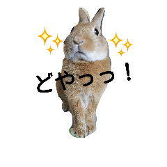 [LINEスタンプ] 生うさぎ2