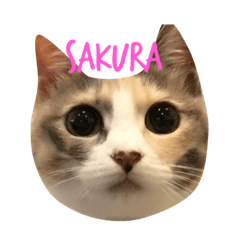 [LINEスタンプ] 自由なさくらちゃん