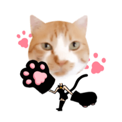 [LINEスタンプ] コスプレにゃんこ4