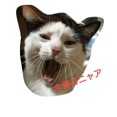 [LINEスタンプ] うちの猫達(ФωФ)