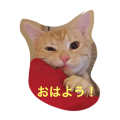 [LINEスタンプ] きなこだよ