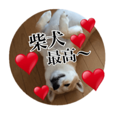 [LINEスタンプ] 我が家の日本犬 ver1.2