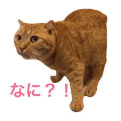 [LINEスタンプ] にゃんこのこころ