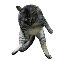 [LINEスタンプ] 佐賀弁をしゃべるネコ