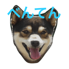 [LINEスタンプ] 豆柴 弁天