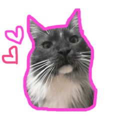 [LINEスタンプ] ぽっけのつぶやき
