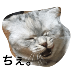 [LINEスタンプ] ねこのちゃこ。