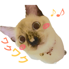 [LINEスタンプ] 猫 不二子。。。。