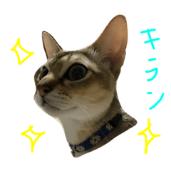 [LINEスタンプ] シンガプーラっ子
