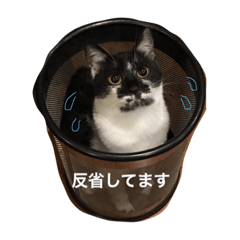 [LINEスタンプ] はちわれ猫一家(その1)