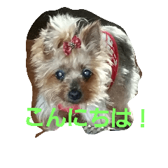 [LINEスタンプ] ヨーキのなな 2