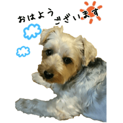 [LINEスタンプ] ヨーキーの日常会話