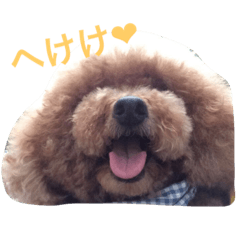 [LINEスタンプ] プードルしまくん