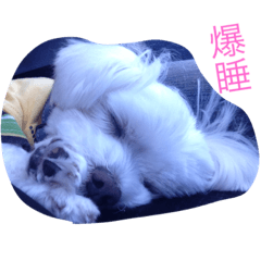 [LINEスタンプ] マルチーズのけんしろう君
