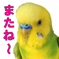 [LINEスタンプ] きっちゃんスタンプ