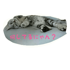 [LINEスタンプ] 猫スタ（ねこのすたんぷ）