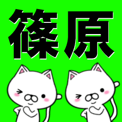 [LINEスタンプ] 超★篠原(しのはら・シノハラ)なネコ