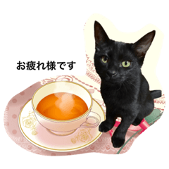 [LINEスタンプ] リアルな黒猫・敬語